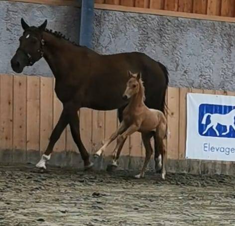 Superbe pouliche palomino origines sport cso dressage