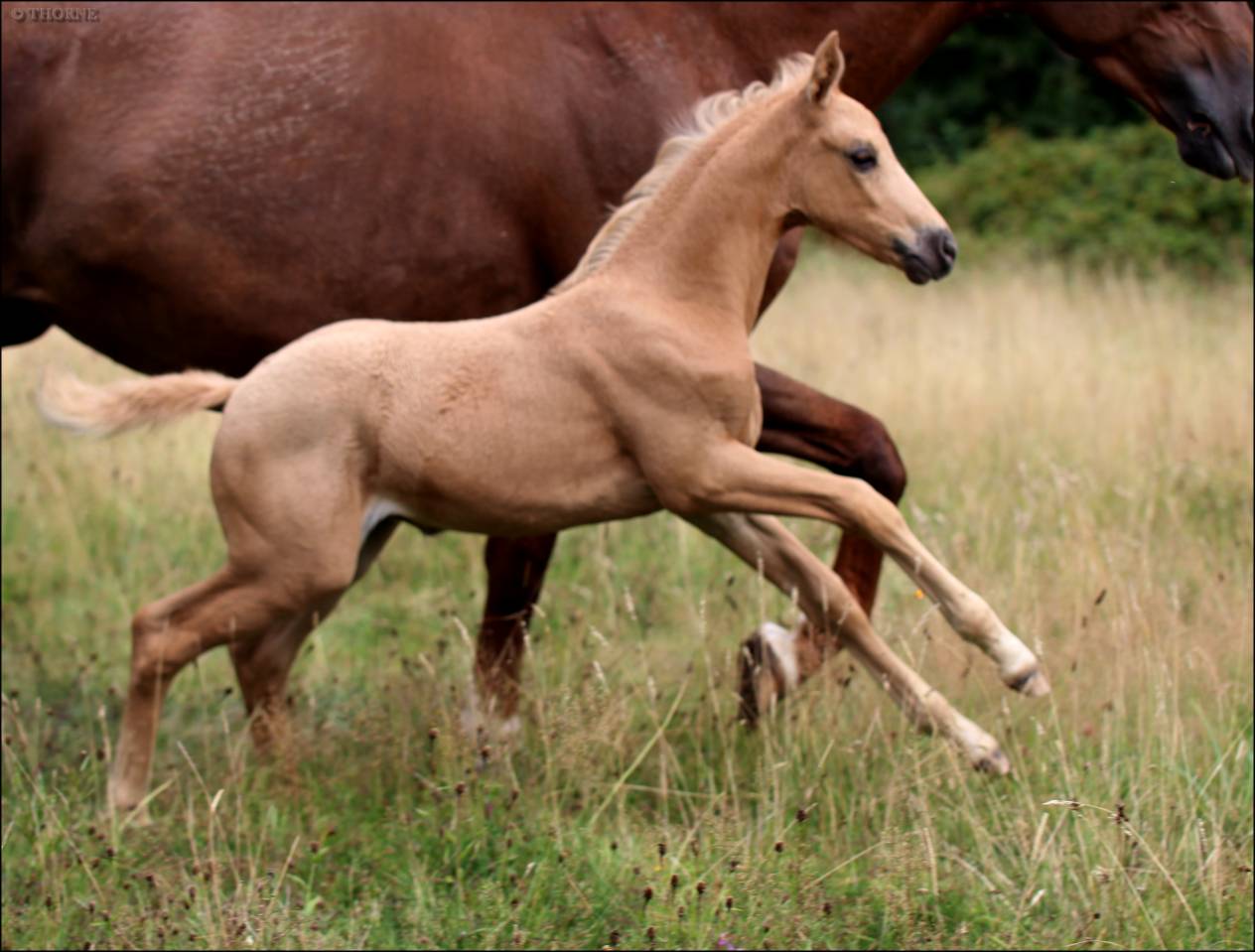 Superbe pouliche palomino origines sport cso dressage