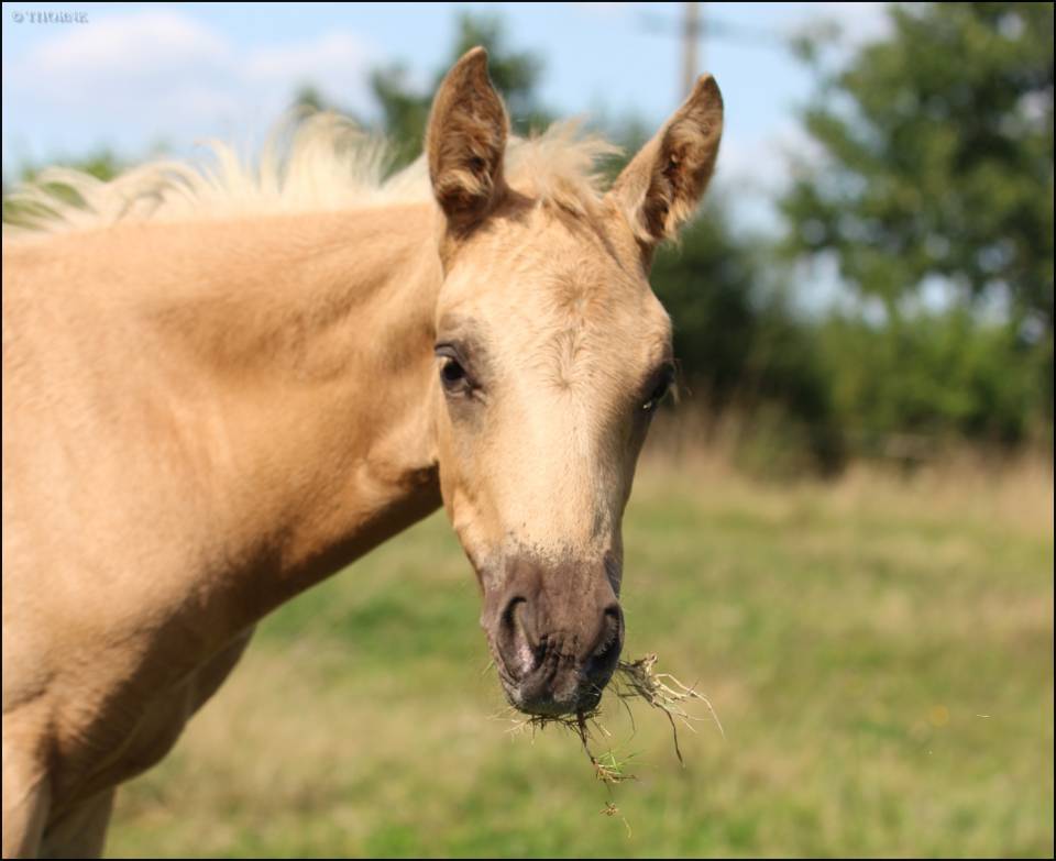Superbe pouliche palomino origines sport cso dressage