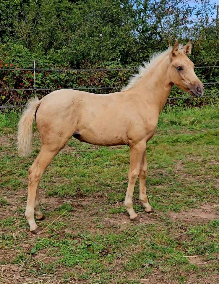 Superbe pouliche palomino origines sport cso dressage