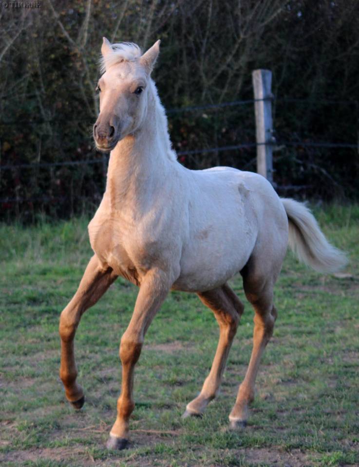 Superbe pouliche palomino origines sport cso dressage