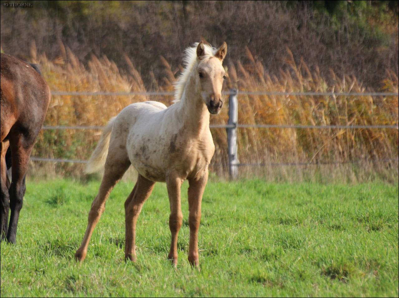Superbe pouliche palomino origines sport cso dressage