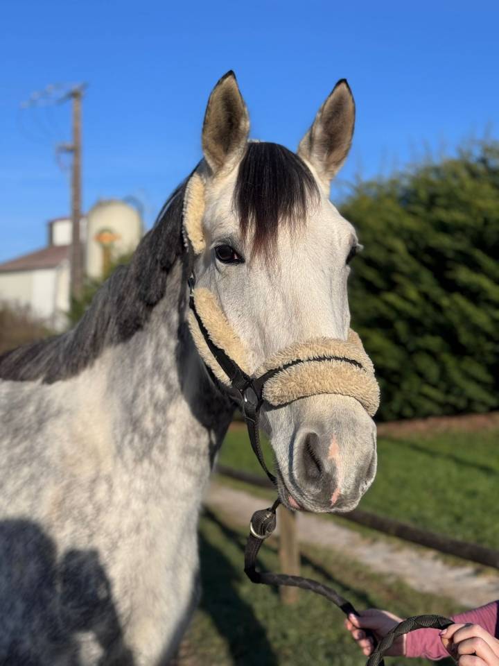 Jument de 6 ans, 1.68 m