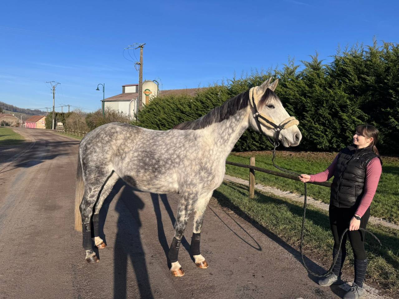 Jument de 6 ans, 1.68 m