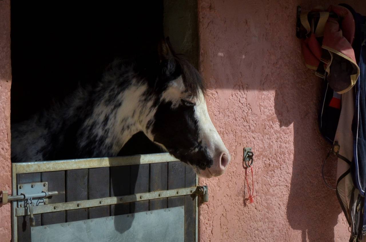 Studio de Charme pour cavaliers, dans Merveilleux Haras