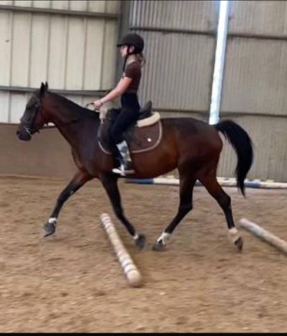 Belle ponette baie à vendre