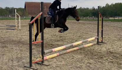 Belle ponette baie à vendre