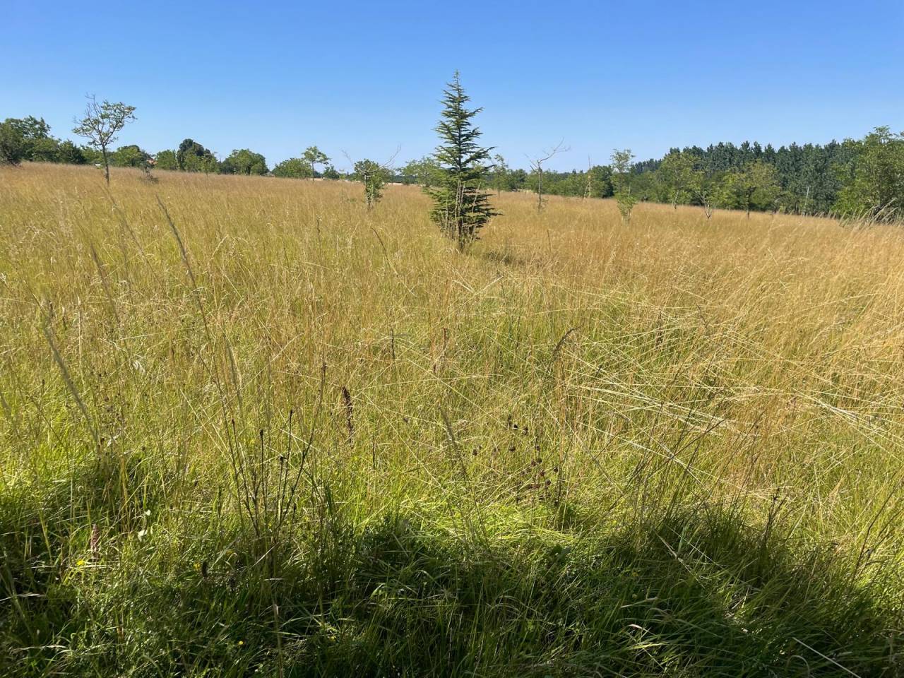 Authentique moulin du XVIIIe siècle à Barbezieux (16)