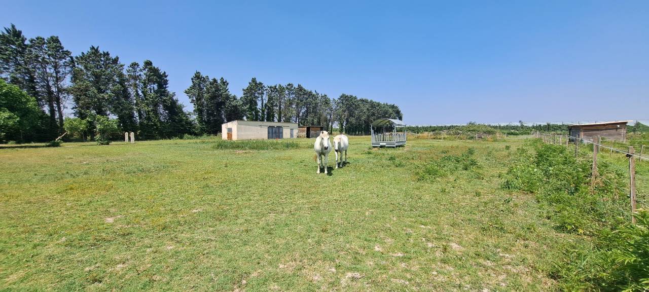 30 - BEAUCAIRE  BELLE  PROPRIETE EQUESTRE - 290 m² - 