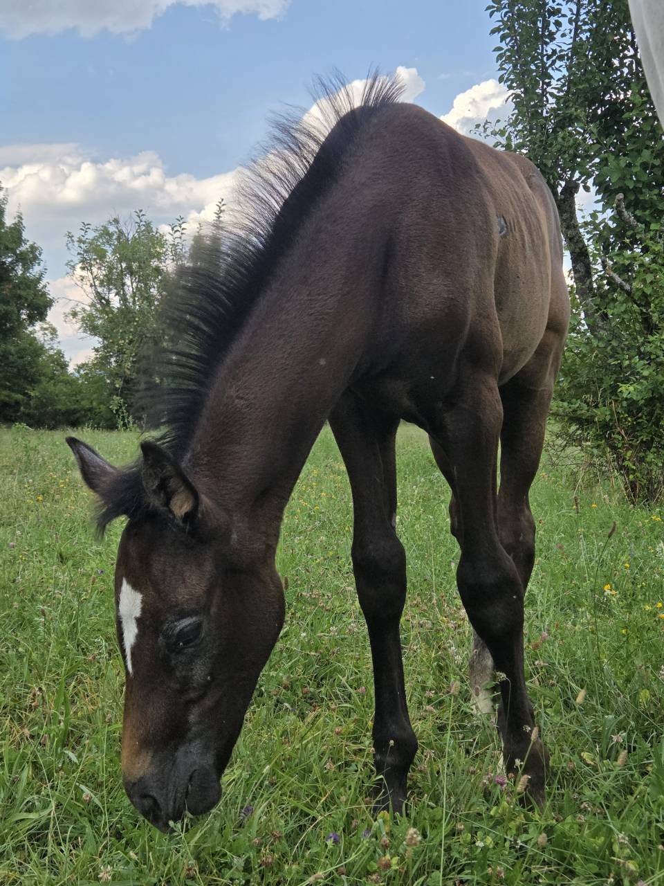 Poulains et Pouliches SF 2025 top origines 