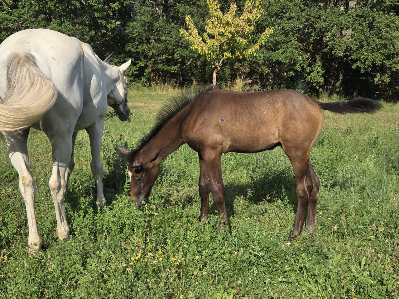 Poulains et Pouliches SF 2025 top origines 