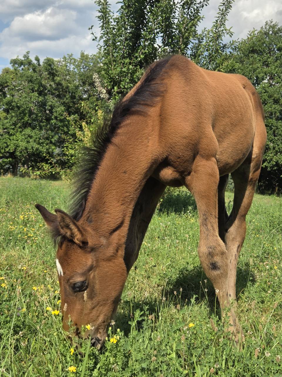 Poulains et Pouliches SF 2025 top origines 