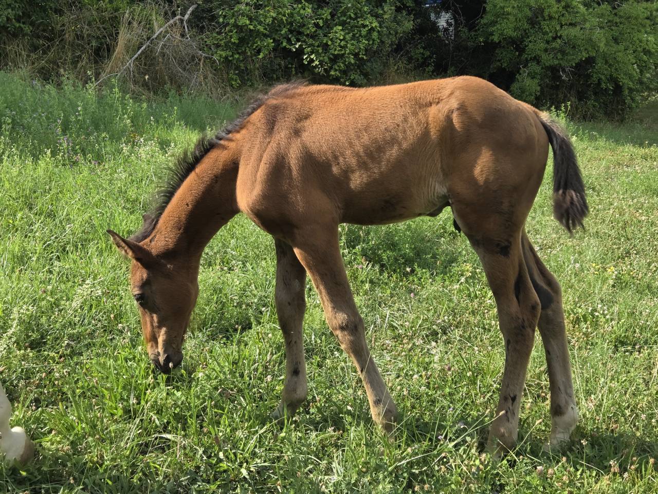 Poulains et Pouliches SF 2025 top origines 