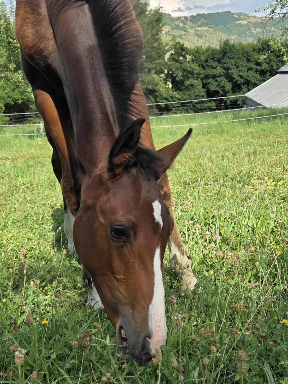 Poulains et Pouliches SF 2025 top origines 