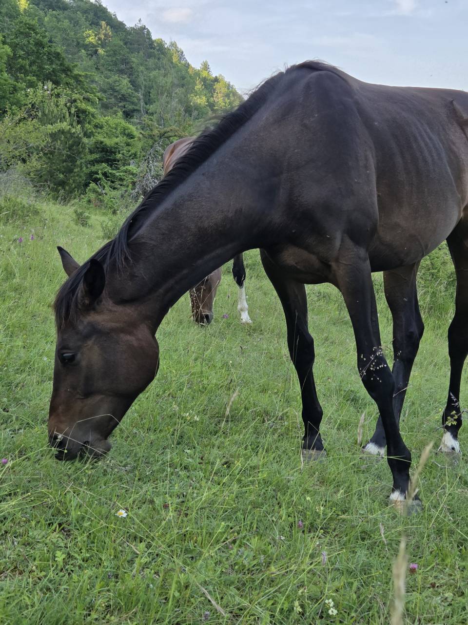Poulains et Pouliches SF 2025 top origines 