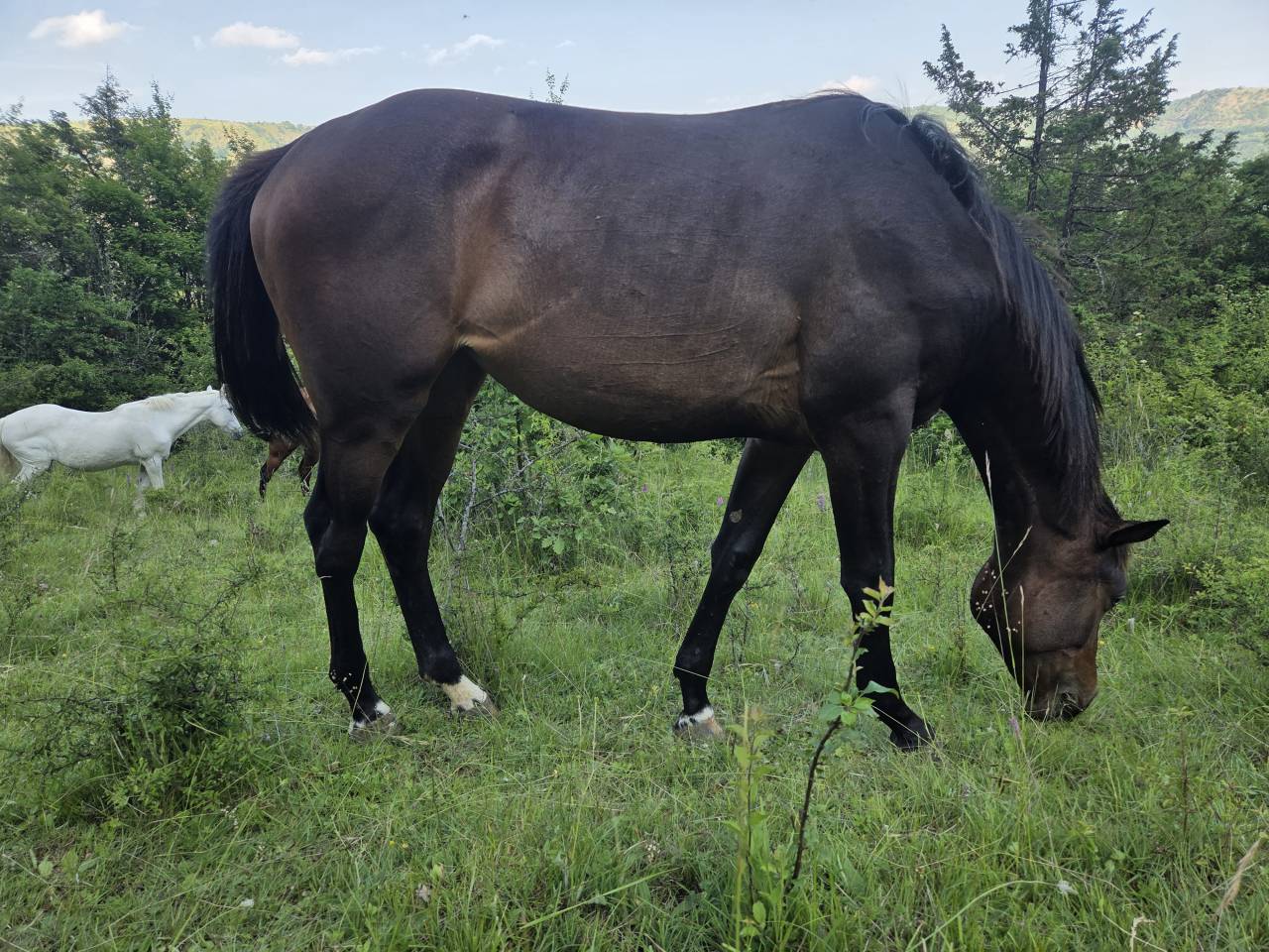 Poulains et Pouliches SF 2025 top origines 