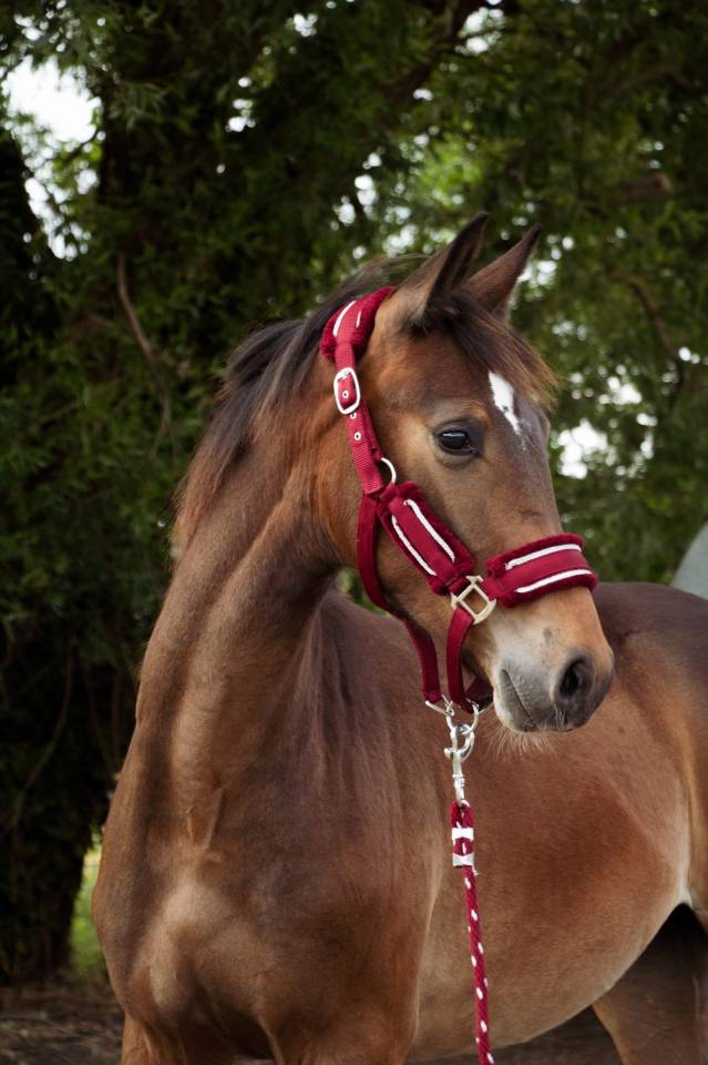 ***OBLAK D'ORPHEE*** Poulain SF né le 12/05/24