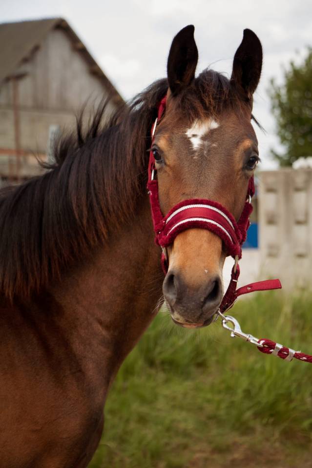 ***OBLAK D'ORPHEE*** Poulain SF né le 12/05/24