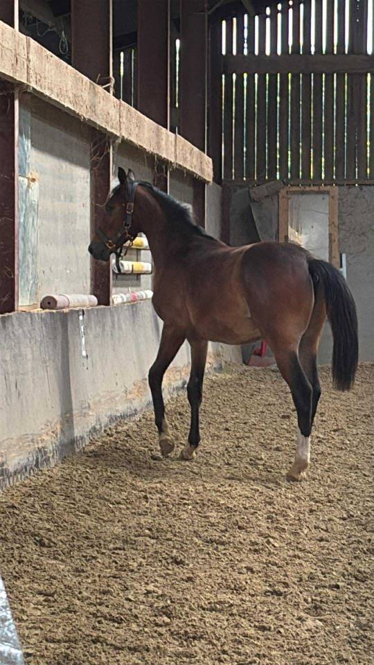 ***OBLAK D'ORPHEE*** Poulain SF né le 12/05/24