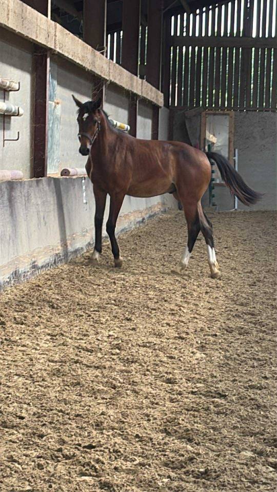 ***OBLAK D'ORPHEE*** Poulain SF né le 12/05/24