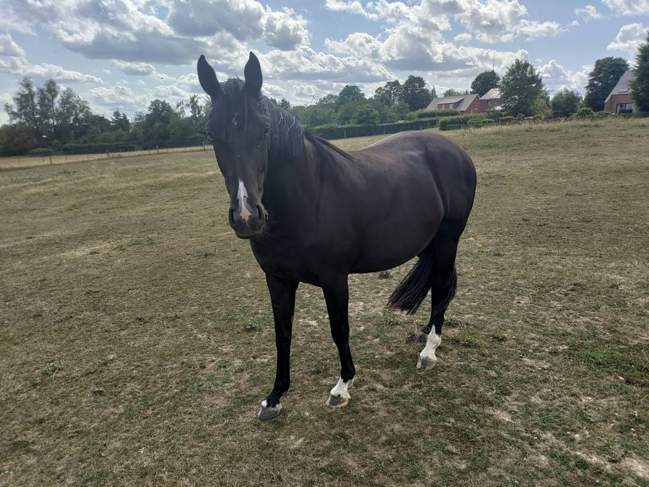 Zangersheide - Pouliche 3 ans