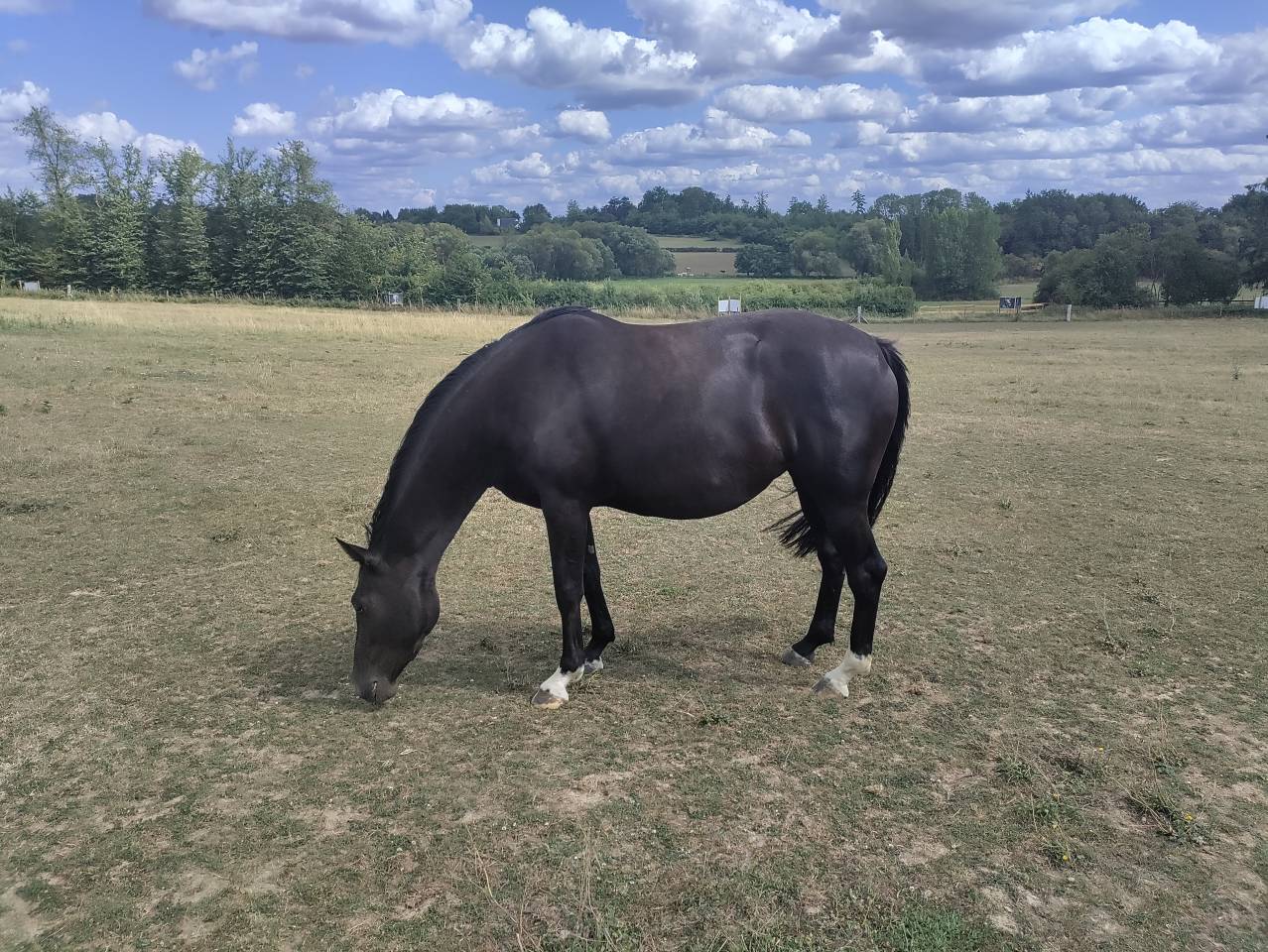 Zangersheide - Pouliche 3 ans