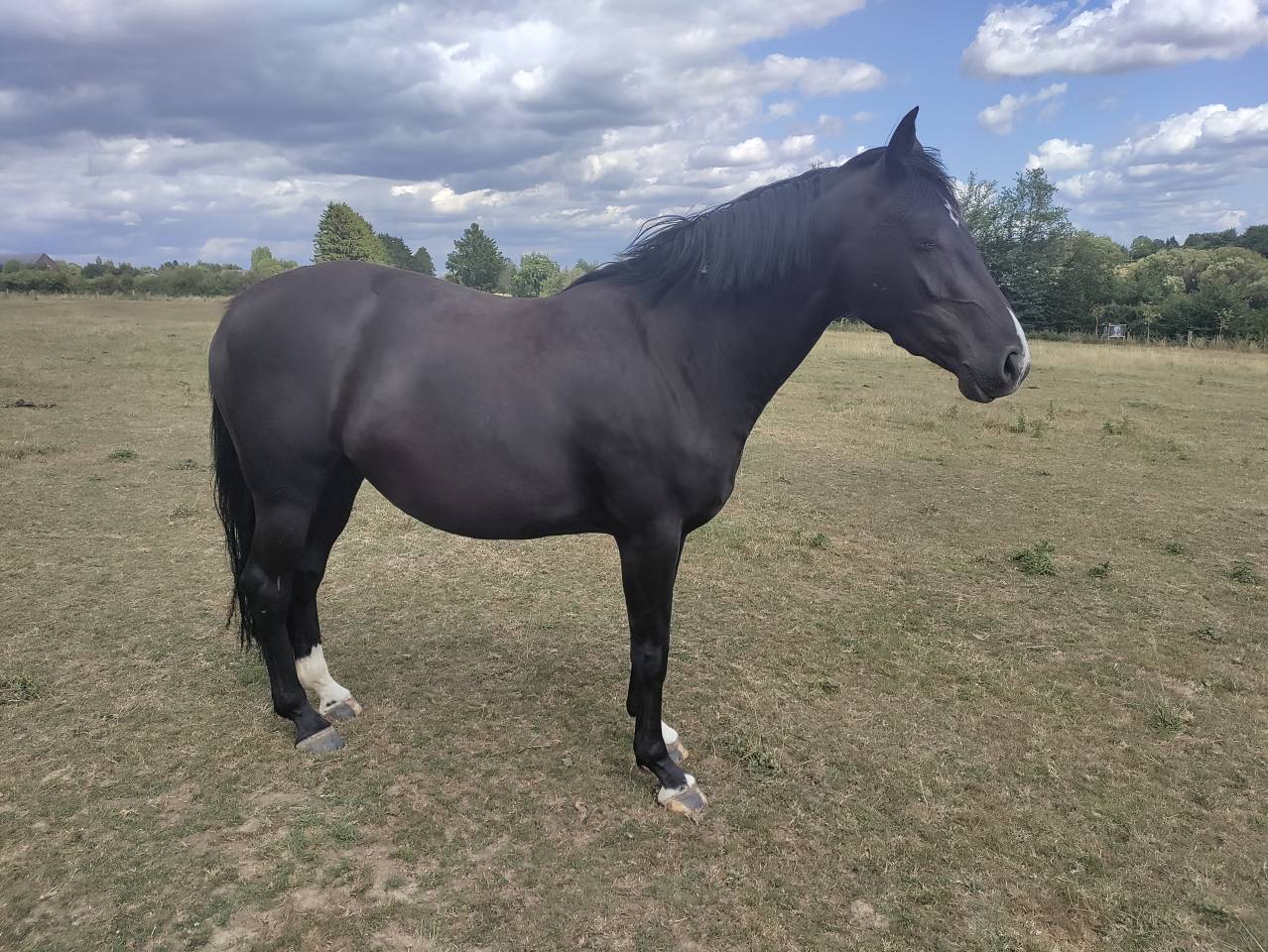 Zangersheide - Pouliche 3 ans