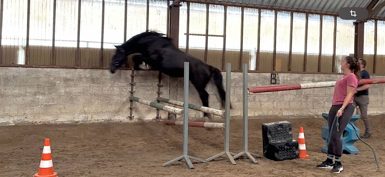 Zangersheide - Pouliche 3 ans