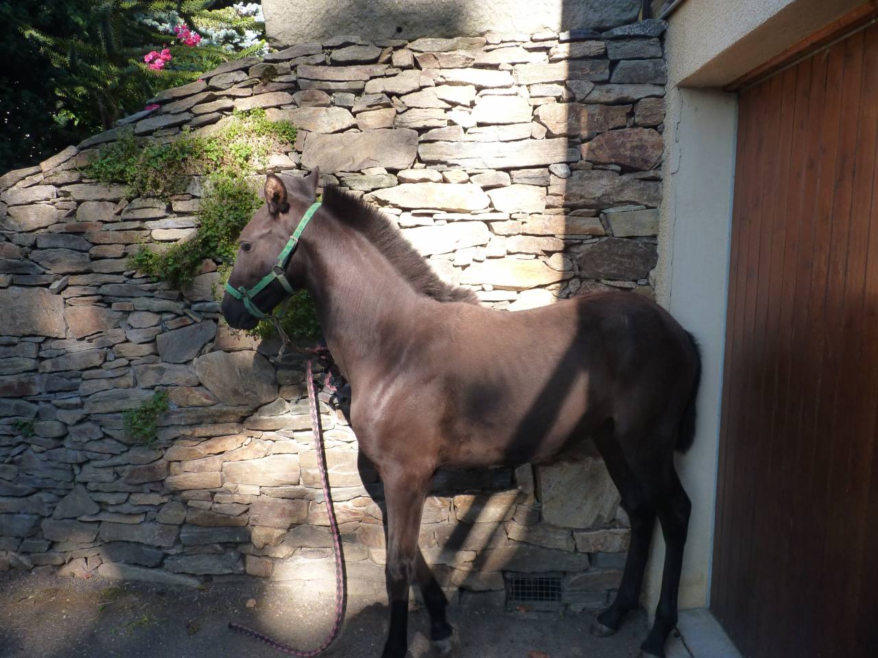 poulain lusitanien  p.p  a réserver encore sous la mère