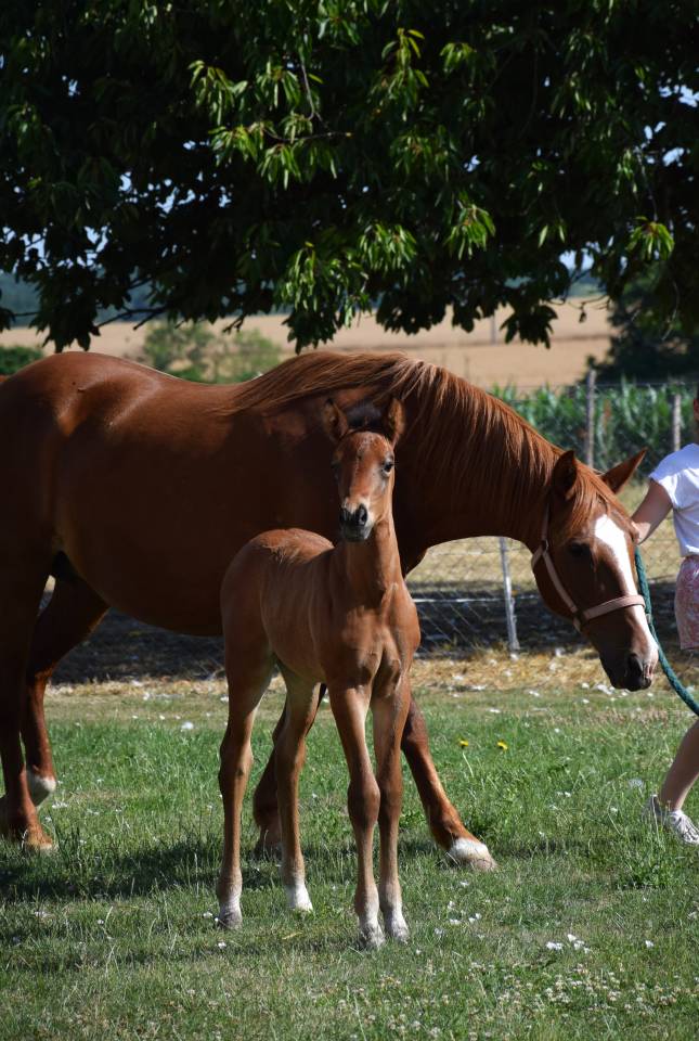 Foal mâle PFS pour sport et/ou repro