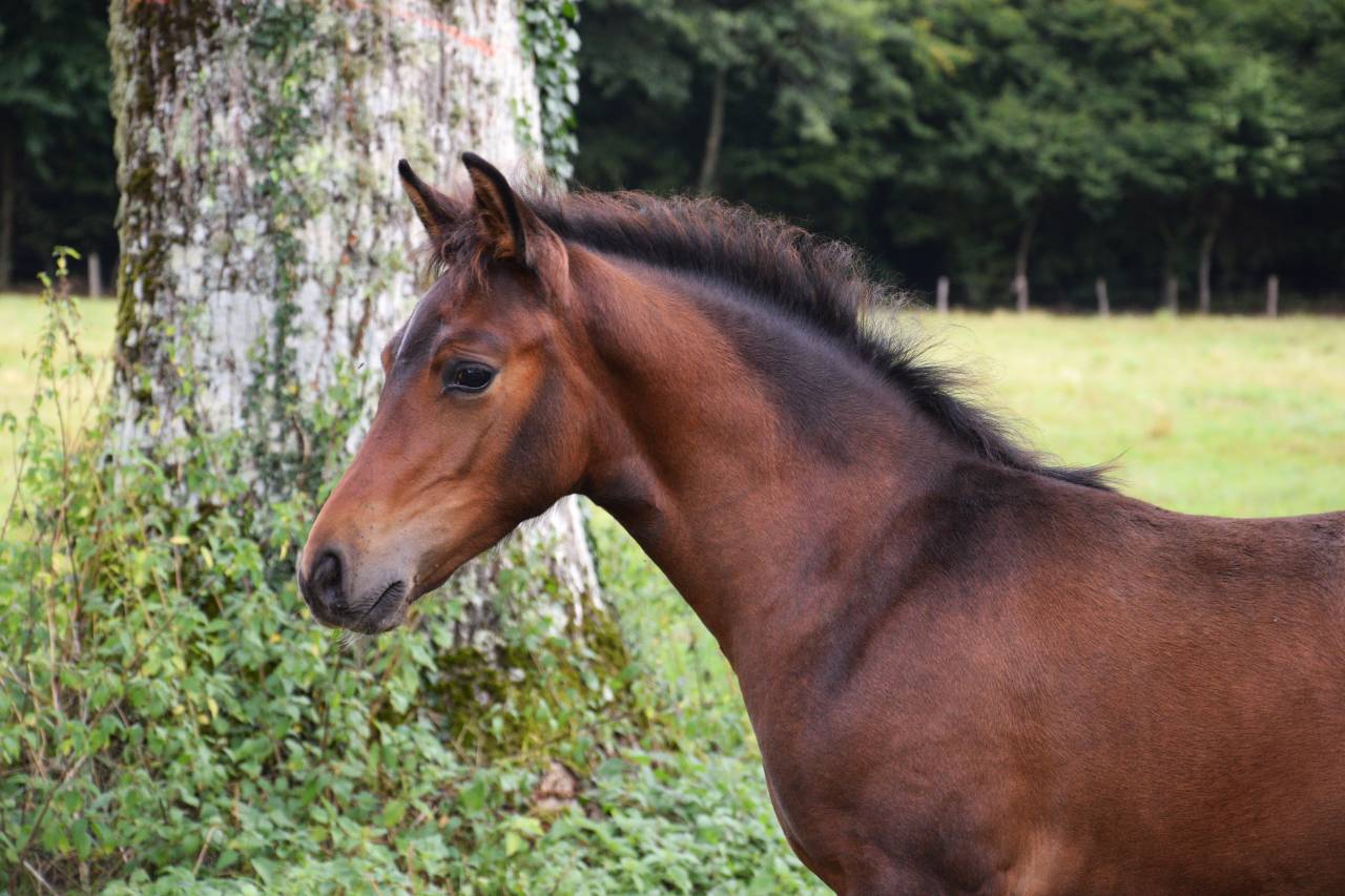 Foal mâle PFS pour sport et/ou repro
