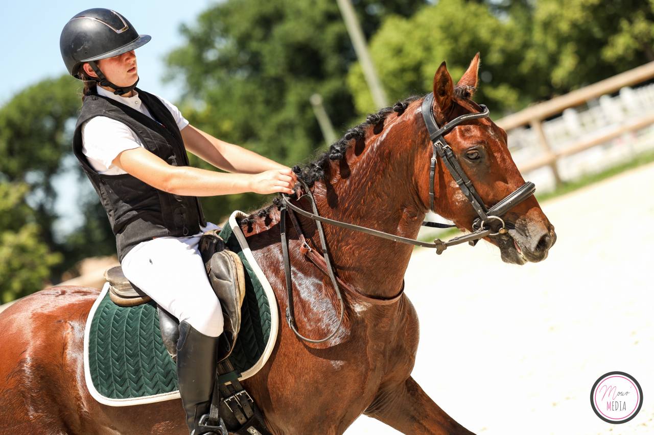 PONEY FRANCAIS DE SELLE 