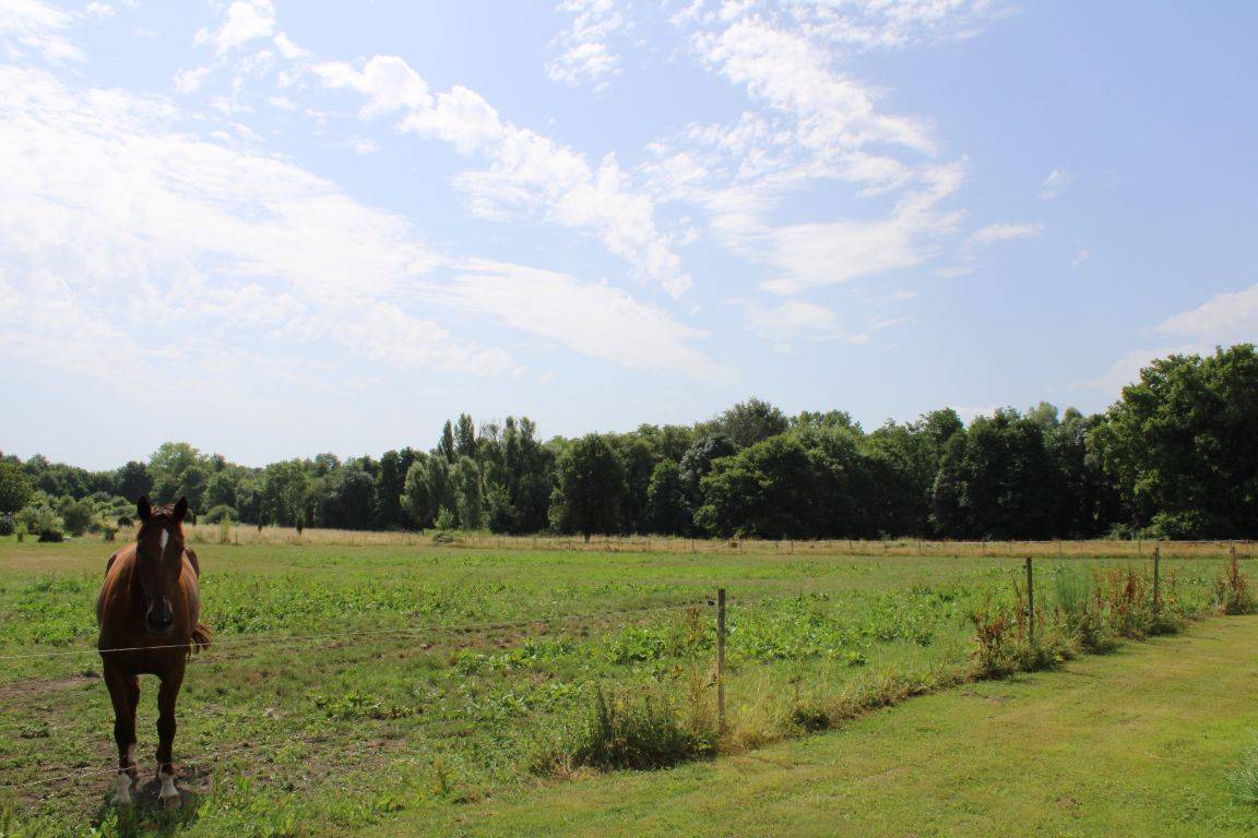 PROPRIETE EQUESTRE EN GIRONDE AVEC 15 HECTARES