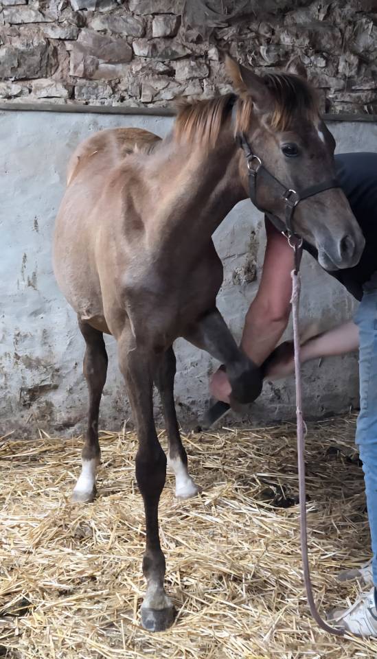 POULICHE 2025 TOP PEDIGREE