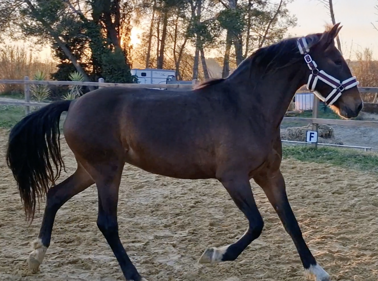 JUMENT PRE PURE RACE ESPAGNOLE