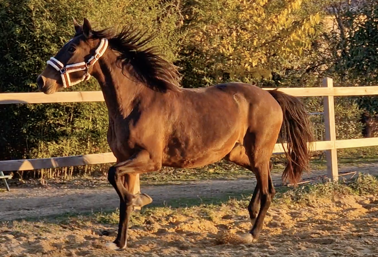 JUMENT PRE PURE RACE ESPAGNOLE