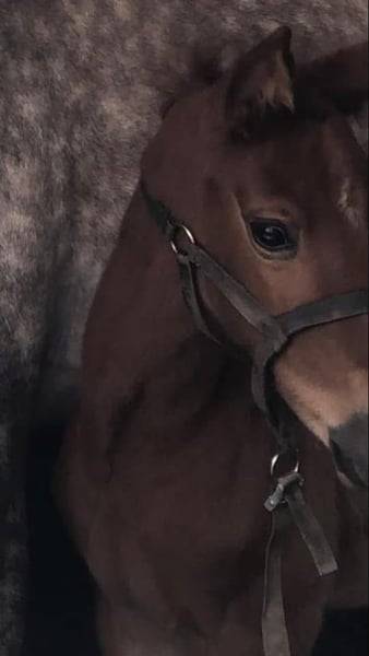 Jument de sport 5 ans par Cicero Z x Corland