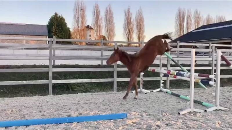 Jument de sport 5 ans par Cicero Z x Corland