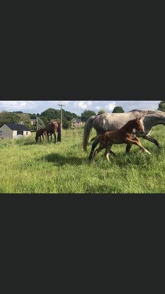 Jument de sport 5 ans par Cicero Z x Corland