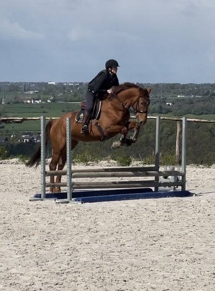 Jument de sport 5 ans par Cicero Z x Corland