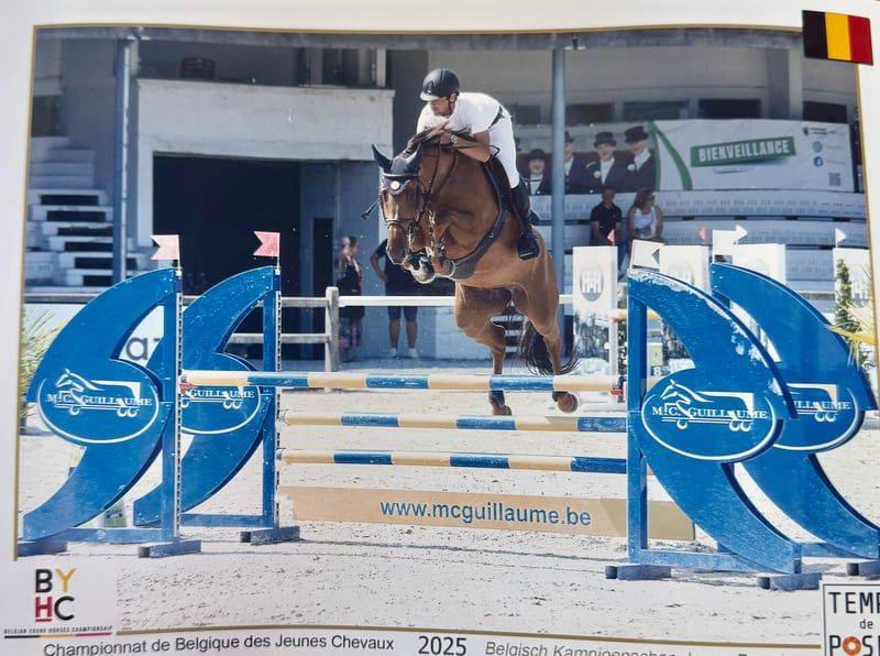 Jument de sport 5 ans par Cicero Z x Corland