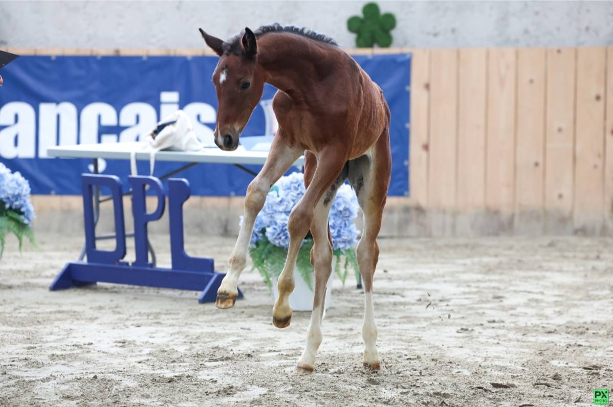 Poulinière pleine sf et suitee 