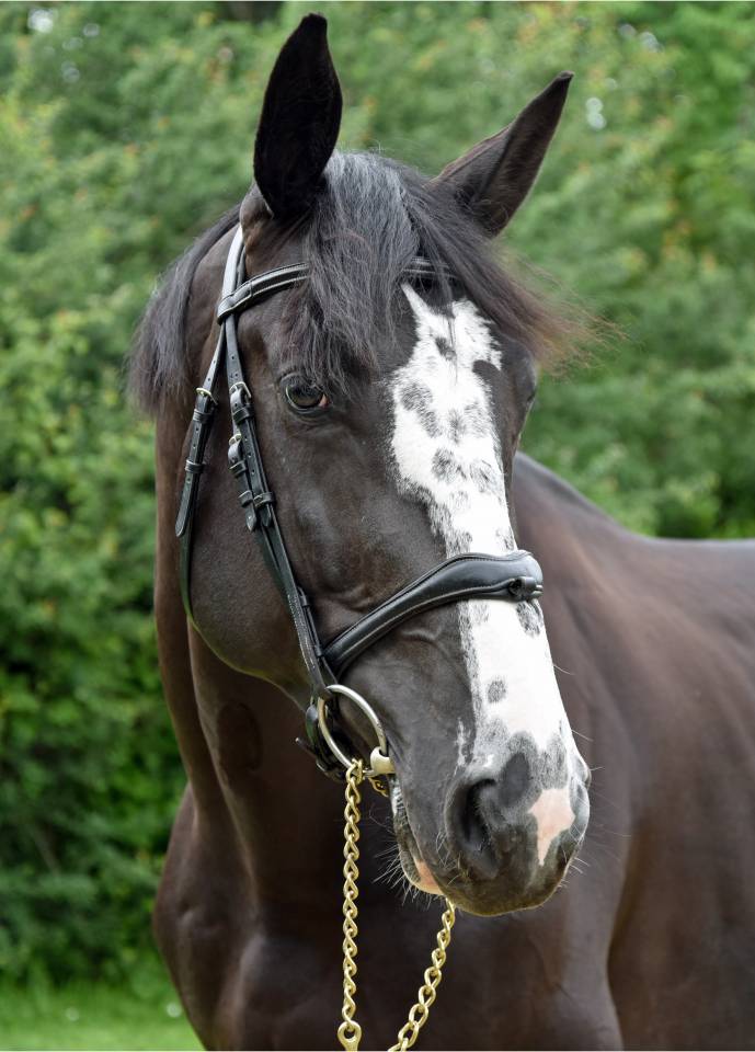 SF 7 ans – 1,74 m-  Top origines - Mental & locomotion