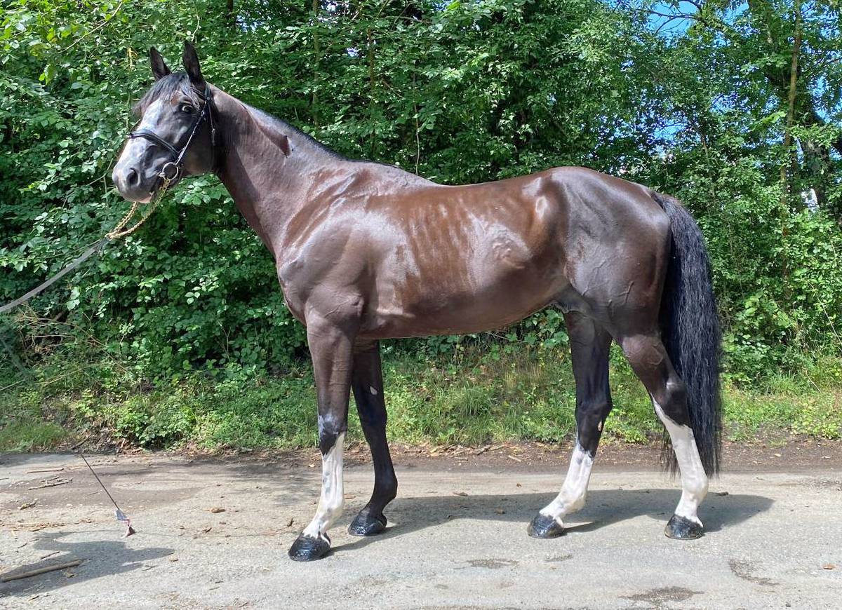 SF 7 ans – 1,74 m-  Top origines - Mental & locomotion