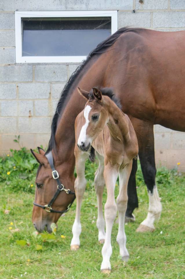 Magnifique poulain par Comilfo Plus Z