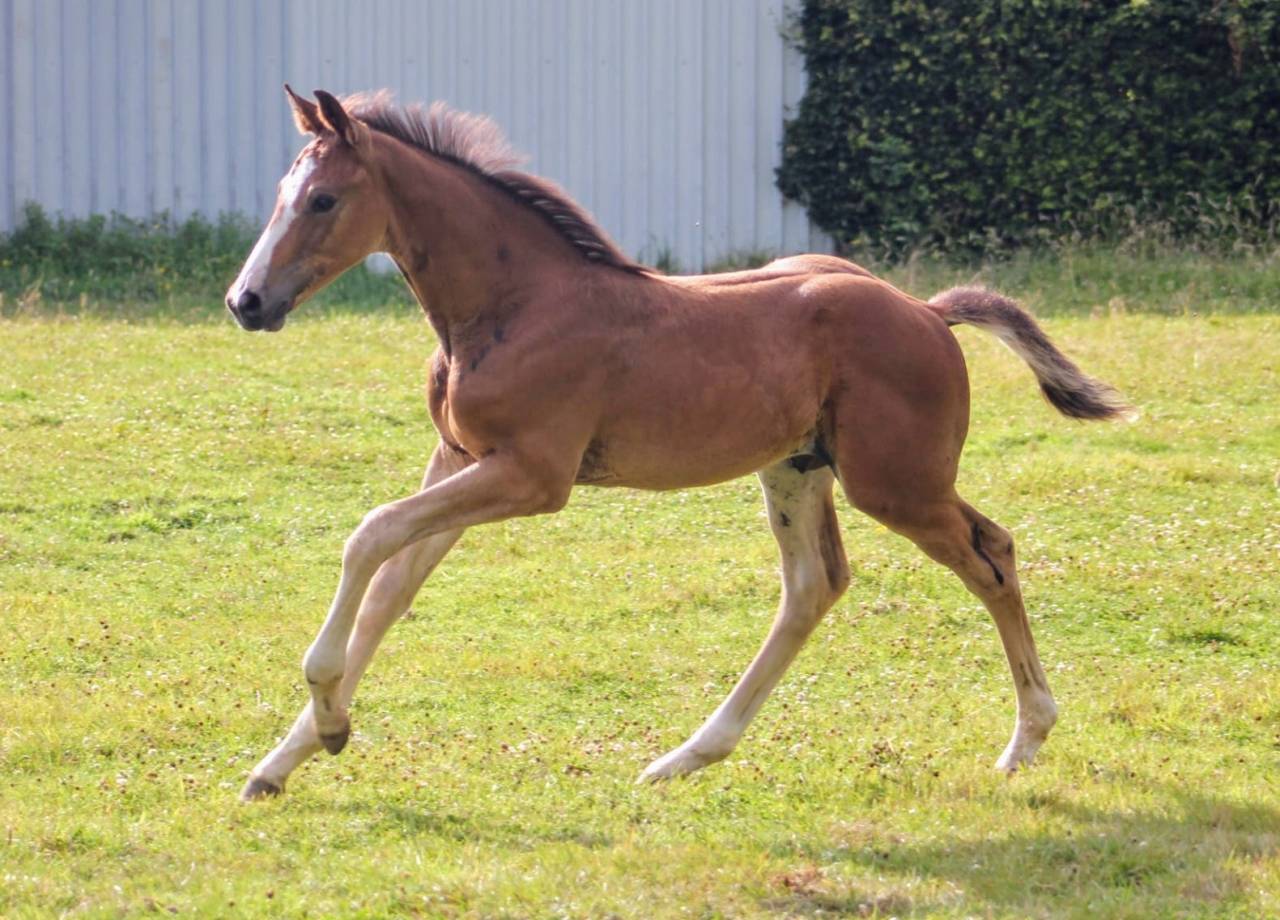 Magnifique poulain par Comilfo Plus Z