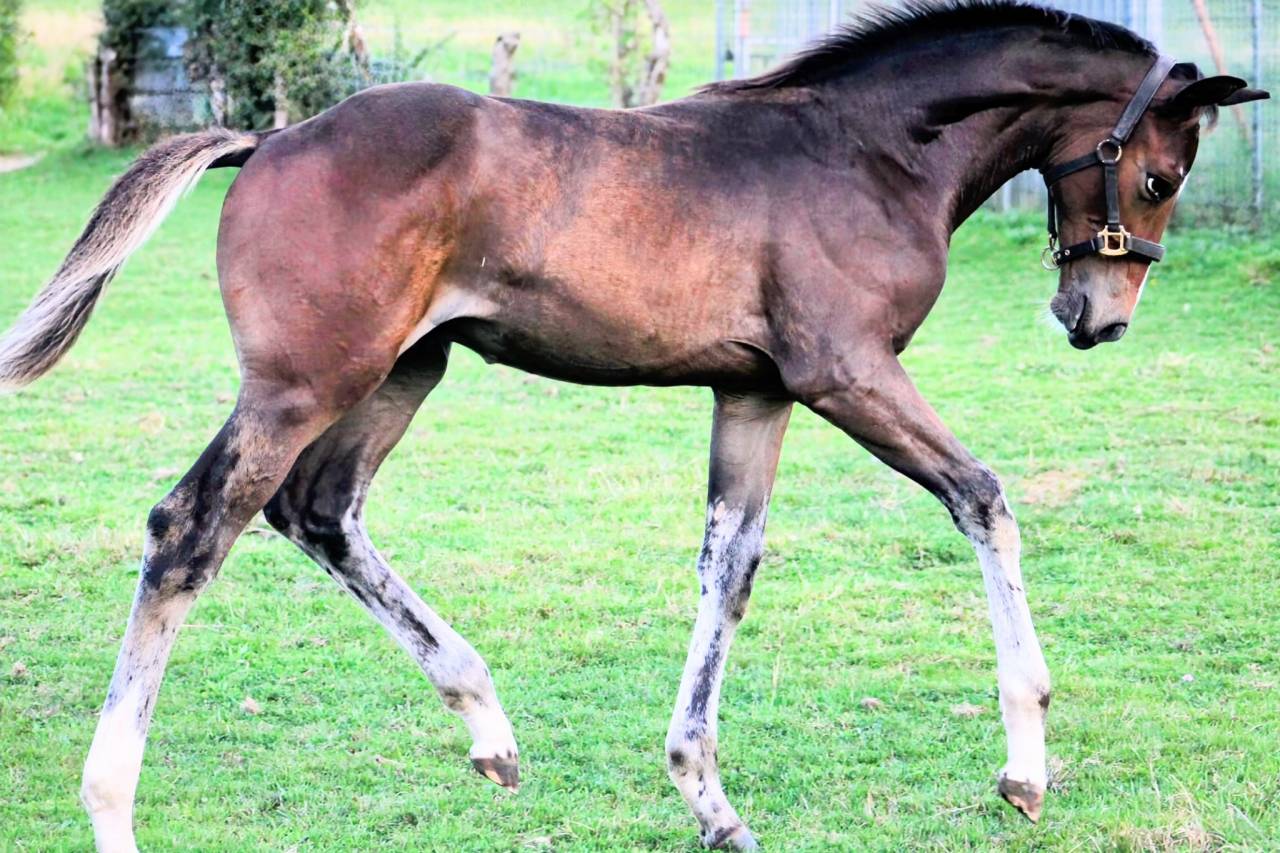 Magnifique poulain par Comilfo Plus Z