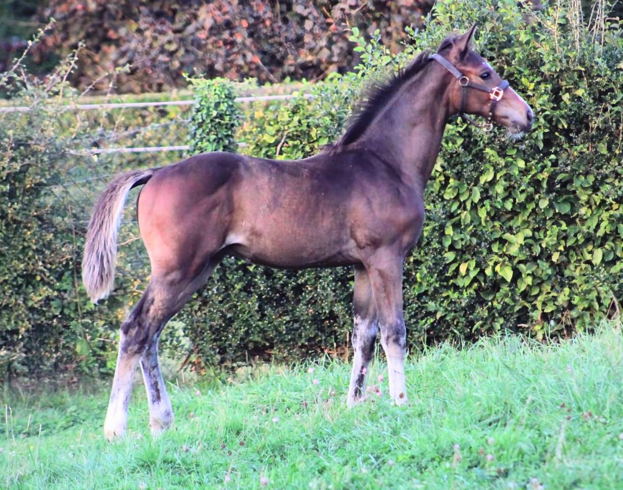 Magnifique poulain par Comilfo Plus Z