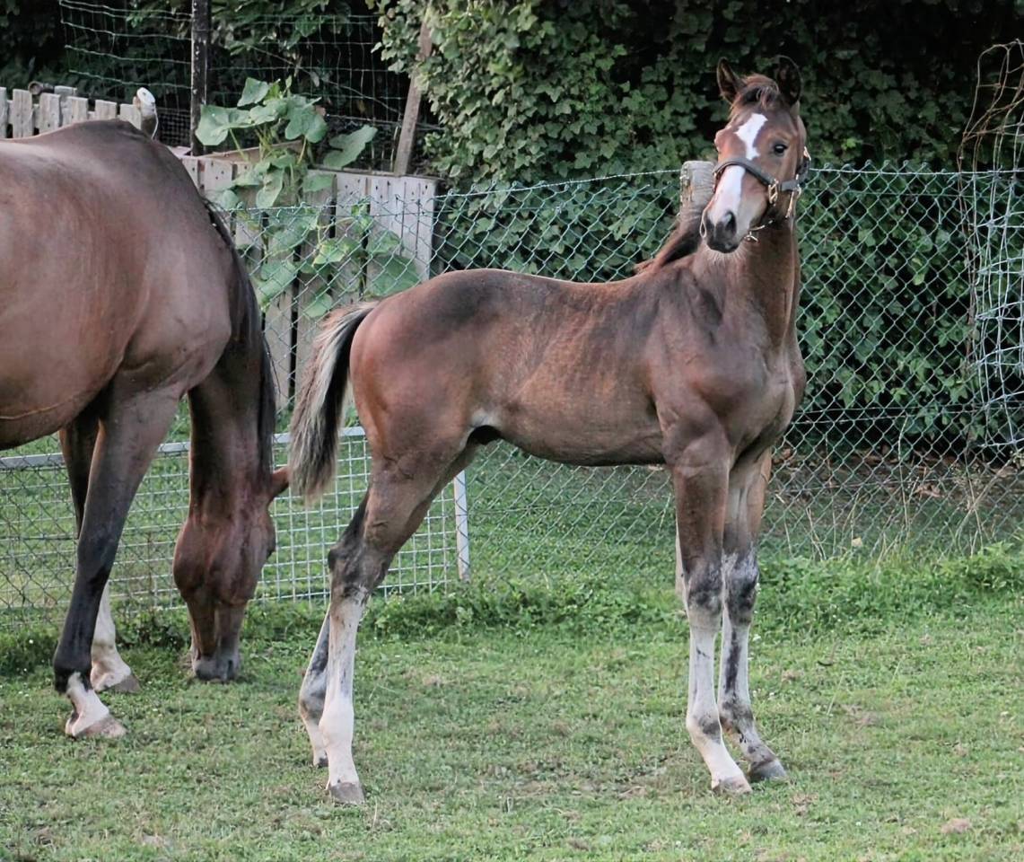 Magnifique poulain par Comilfo Plus Z
