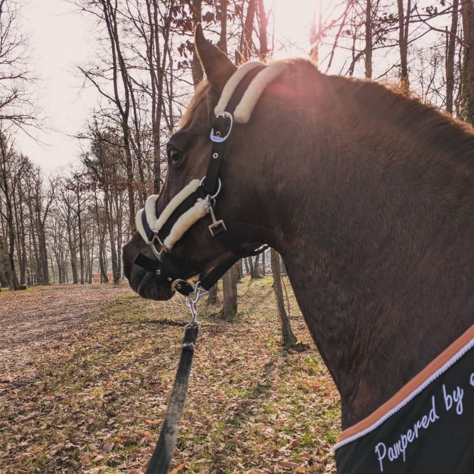 Super poney C à vendre 